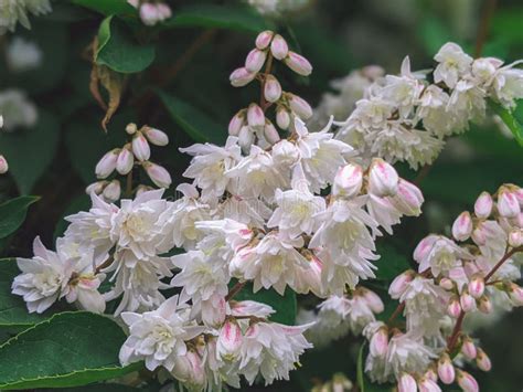 Deutzia Scabra Plena Compendium Of Blooms In The Garden In Early