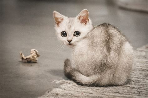 Burmilla Cat Breed Information