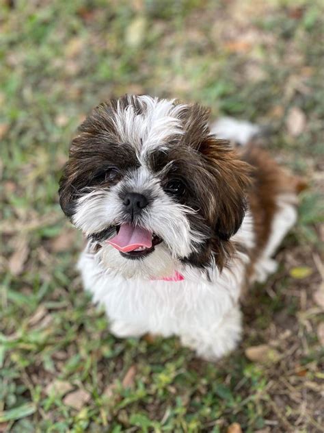 Happy Sunday Rshihtzu