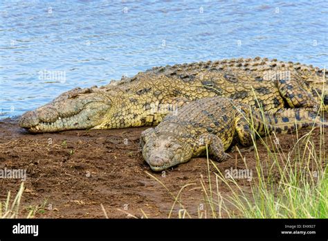 Nile Crocodiles Crocodylus Niloticus Mara River Masai Mara National