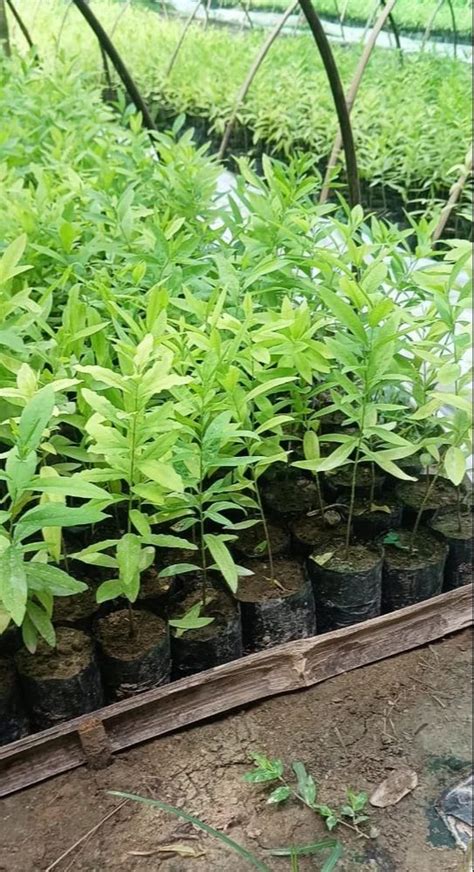 Well Drained Green White Sandalwood Plant For Outdoor Plantation At Rs