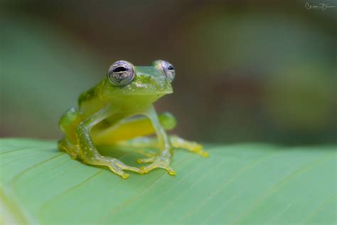 Pregnant Glass Frog