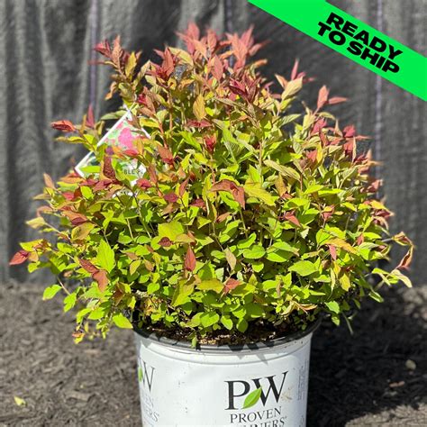 Double Play Doozie Spirea 3 Gallon Gardens Of The World