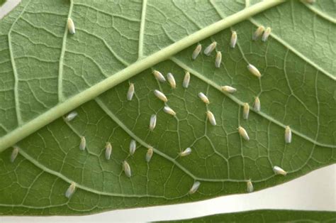 Tiny White Flying Bugs In Garden