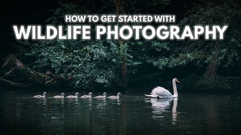 How To Get Started With Wildlife Photography Tutorial Tuesday Youtube