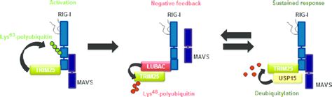 Model For The Activation Of Trim And Rig I Signaling By Usp Left