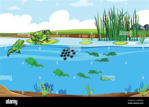 Green frog life cycle scene Stock Vector Image & Art - Alamy