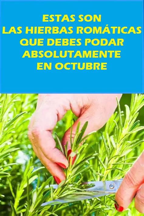 Estas son las hierbas aromáticas que definitivamente debes podar en