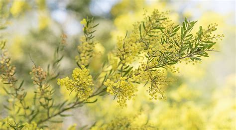 Australian Wattle Background Images Hd Pictures And Wallpaper For Free