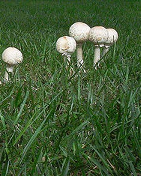 Mushrooms in lawns? | Ecoyards