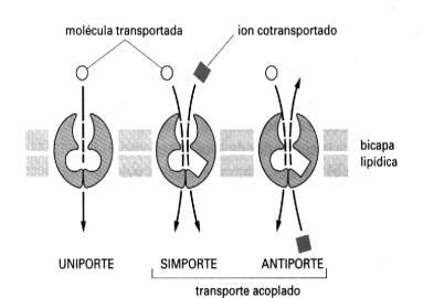 Los Ion Foros