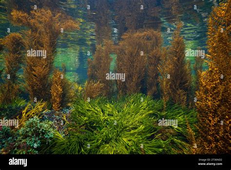 Seaweed In The Atlantic Ocean Underwater Seascape Natural Scene