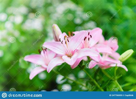 Beautiful Lily Flower On A Background Of Green Leaves Lily Flowers In