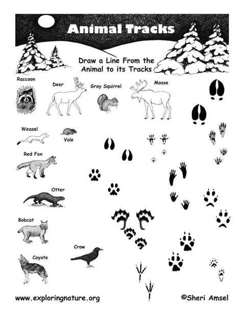 Match The Animal To Its Tracks Cub Scout Activities Scout Activities