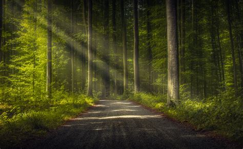 trees, Road, Forest, Nature, Sun rays Wallpapers HD / Desktop and ...