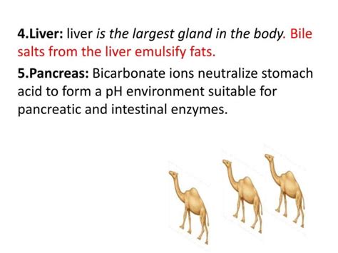 Digestive system of camel