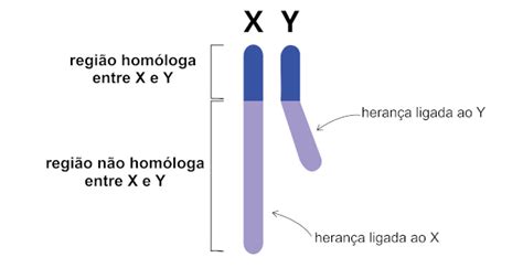 Cromossomos Hom Logos O Que S O Import Ncia Brasil Escola