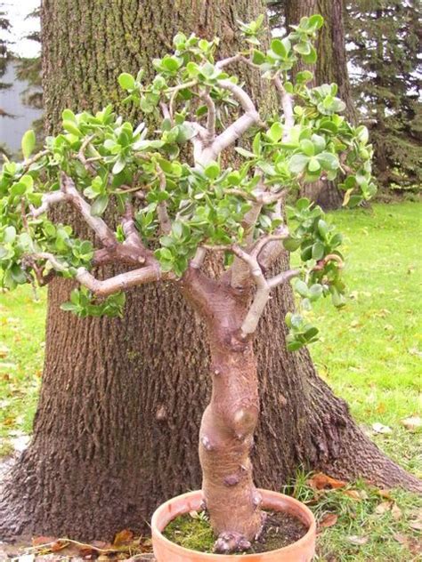 Bonsai Jade 25 Years Old Wow My Jade Bonsai Mr Miyagi Is Only