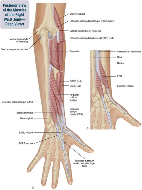 7 Muscles Of The Forearm And Hand Musculoskeletal Key