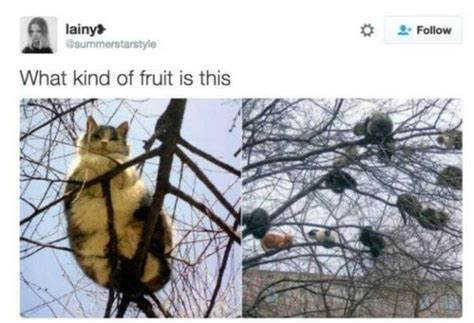 50 Funny Stupid Memes Funnyfoto