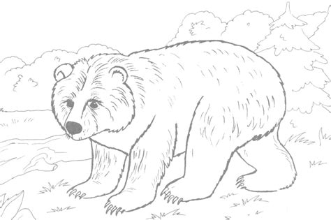 Brown Bear Coloring Page Free Printable Coloring Pages