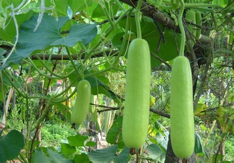 Bottle Gourd Loki Selected Seeds In Pakistan For Rs 75 00 Sky