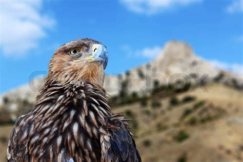 Golden Eagle Stock Image Colourbox