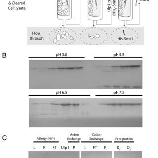 Tau Variants Used In This Study A Scheme Of Tau Wild Type And Tau