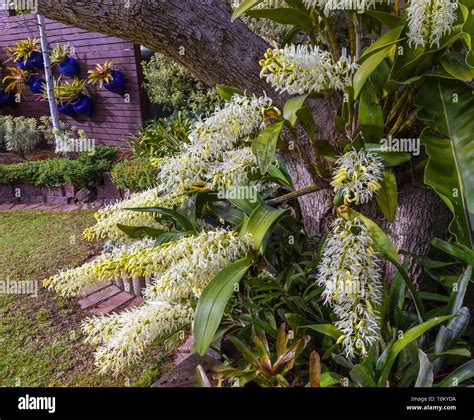 Australian Native Orchid Hi Res Stock Photography And Images Alamy