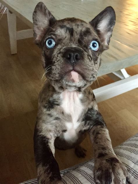 My Dog Ida Blue Eye French Bulldog Merle French Bulldog Dog Merle