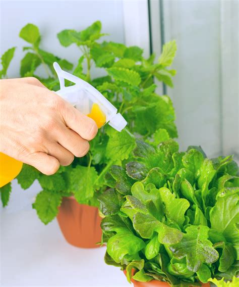 How To Grow Lettuce Indoors Tips For Windowsill Crops Homes And Gardens