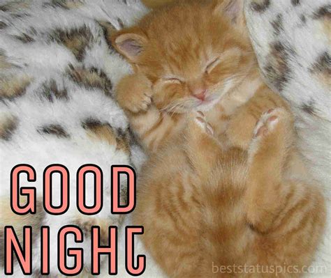 Albums 90 Pictures Good Night Cat Pictures Superb