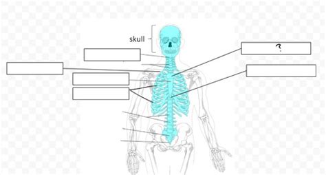 Biol K Lab Exam Only Bones Flashcards Quizlet