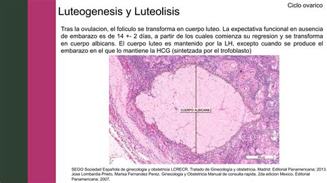 Ciclo Ovarico Ciclo Menstrual Eje Hipotalamo Hipofisis Ovarios Ppt