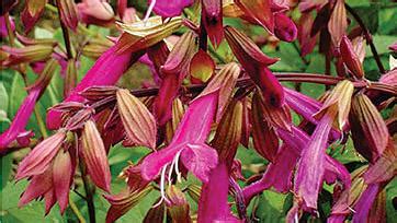 Hot Plants To Grow Now Sunset Magazine