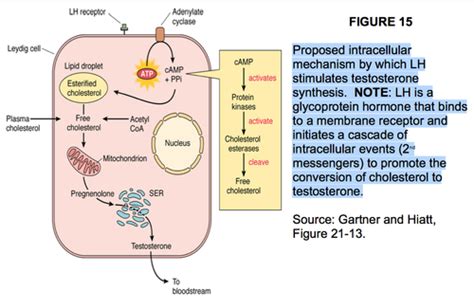 Biochemistry Sex Hormones Flashcards Quizlet