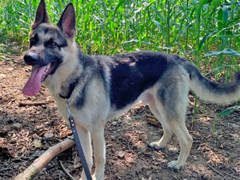 Top 4 Best German Shepherd Rescue In Pennsylvania