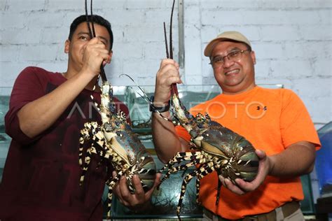 KENDALA PEMBUDIDAYA LOBSTER ANTARA Foto