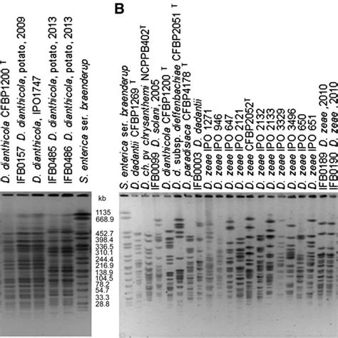 Restriction Fragment Length Polymorphism Pulsed Field Gel Download