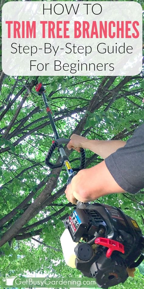 How To Trim Tree Branches: A Step-By-Step Guide For Beginners