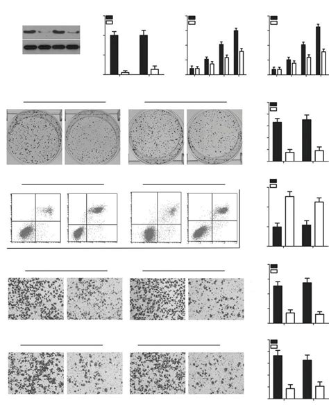 Mtdh Silencing Reproduces The Effects Of Mir Upregulation In Crc