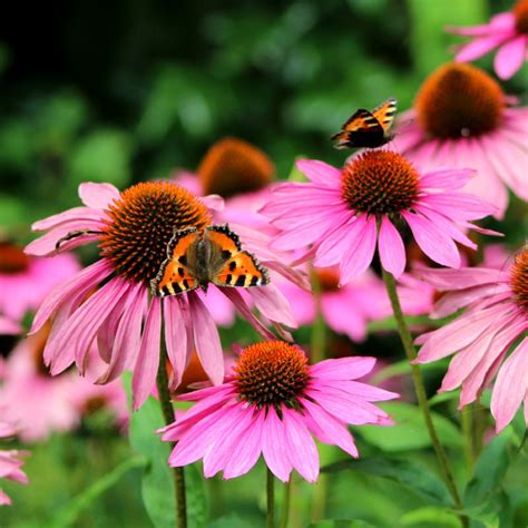 Echinacea Purpurea Zonnehoed Groenpalet Shop