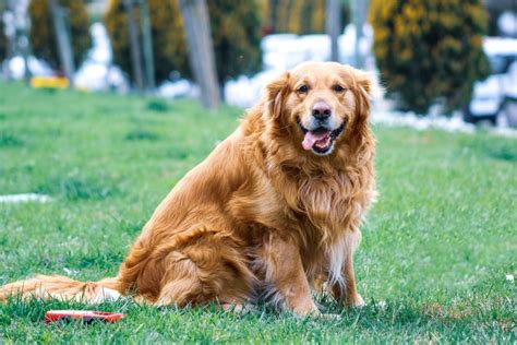 How Smart Are Golden Retrievers My Best Bark