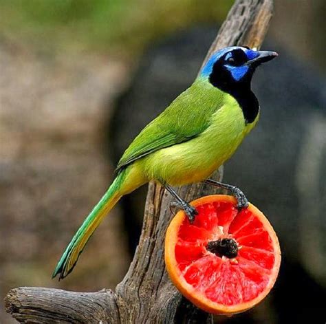 Green Jay Bird - Pets