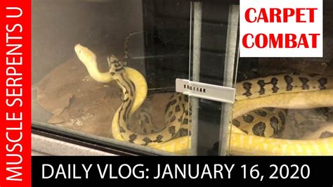 CARPET PYTHON BREEDING SECRETS! Jan 17, 2020 - YouTube