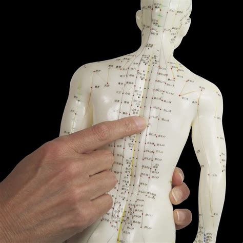 Acupuncturist Point To Bl17 On Acupuncture Model Chart Coastal Sports