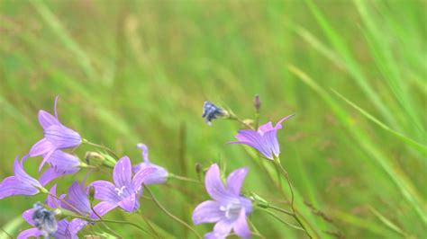 Wind Pollination Stock Video Footage for Free Download