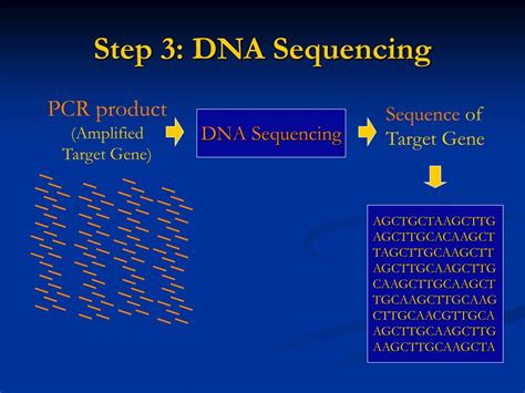 Ppt Dna Sequencing Powerpoint Presentation Free Download Id2714772