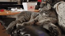 Sleepycat Kitty GIF - Sleepycat Cat Kitty - Discover & Share GIFs