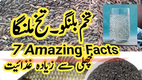 Basil Seeds Fawaid Mherbal Facts Tukh Malanga Ke Faiday Benefis